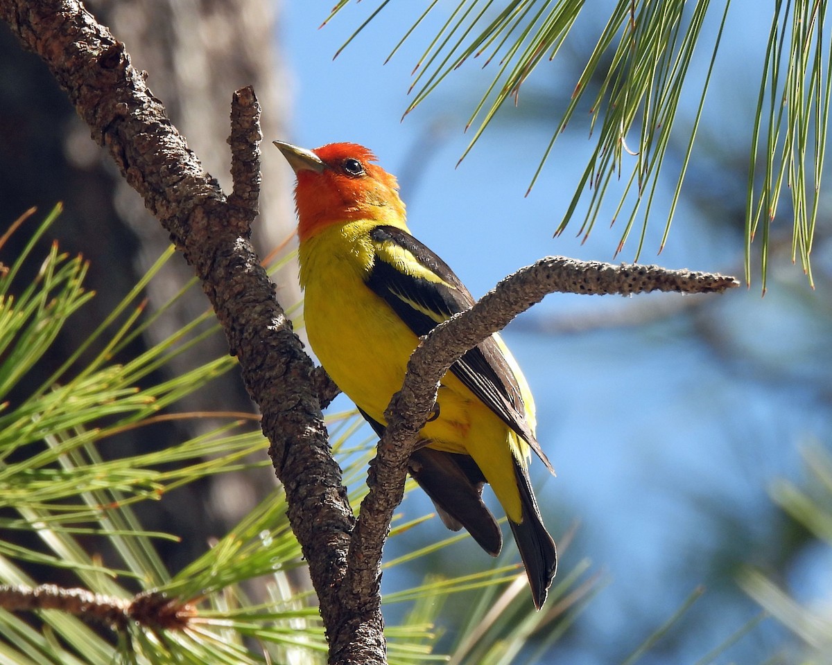 Western Tanager - ML619450912