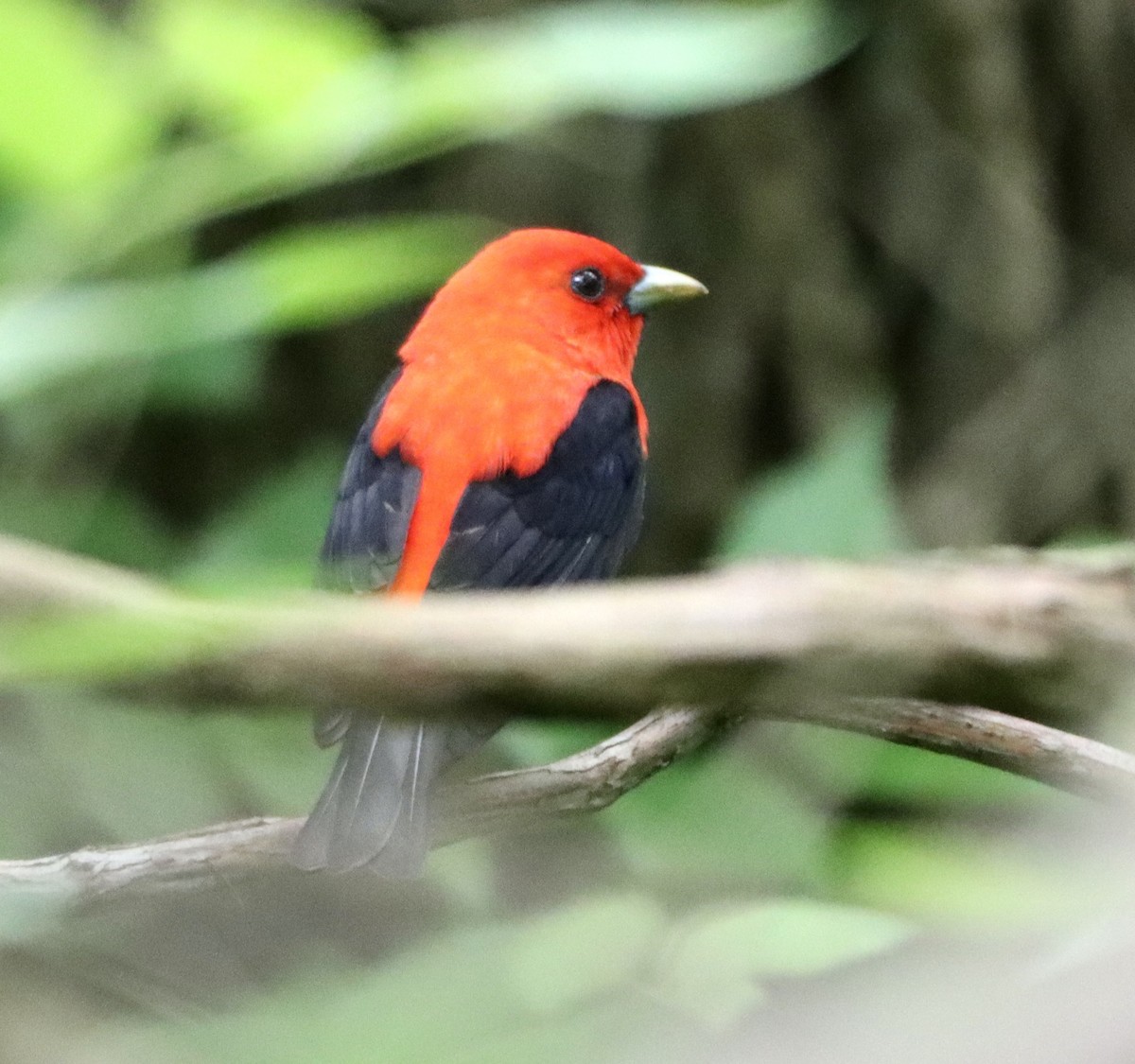 Scarlet Tanager - ML619450921