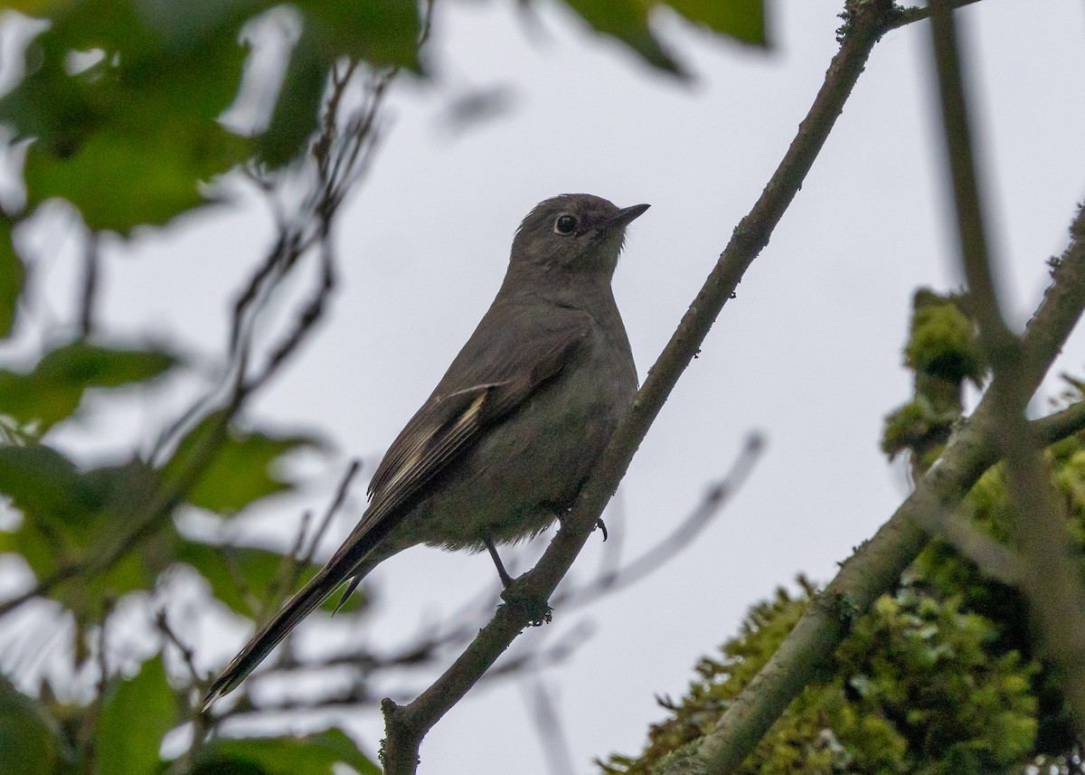 Townsend's Solitaire - ML619450944