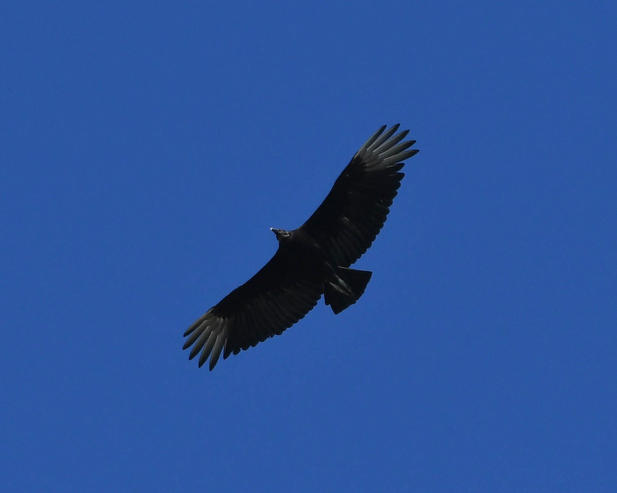 Black Vulture - ML619450958
