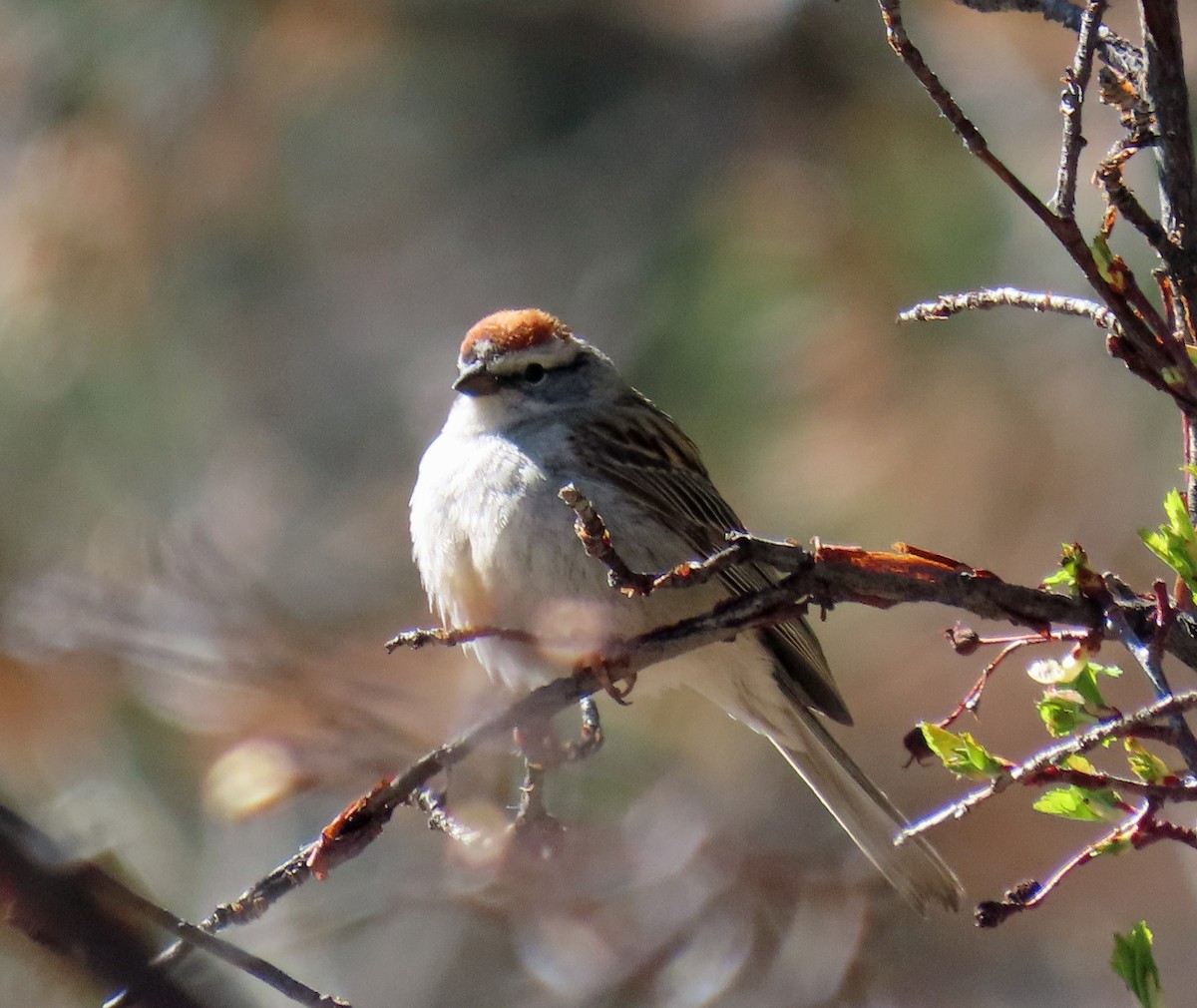 Chipping Sparrow - ML619450960