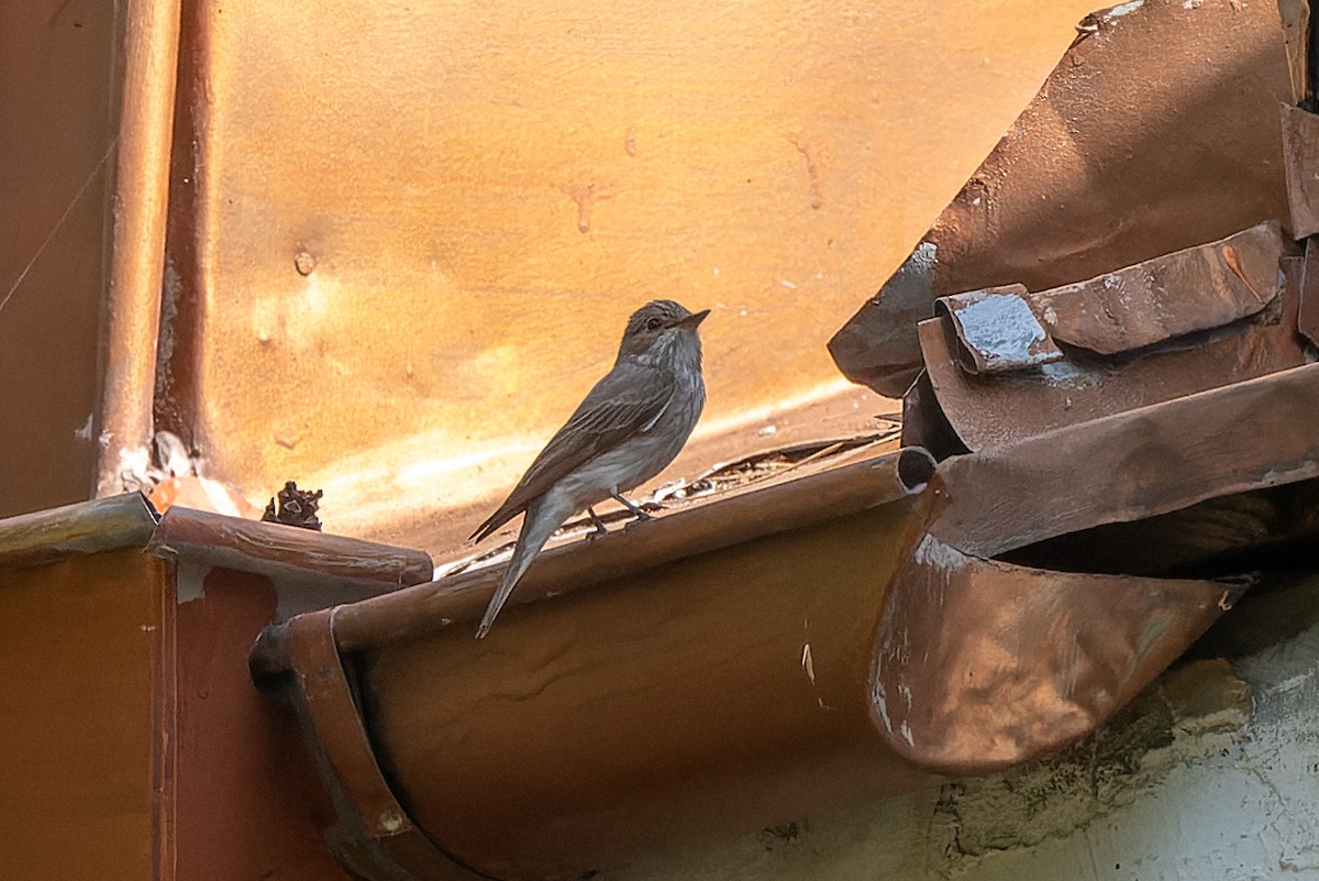 Spotted Flycatcher (Spotted) - ML619450963