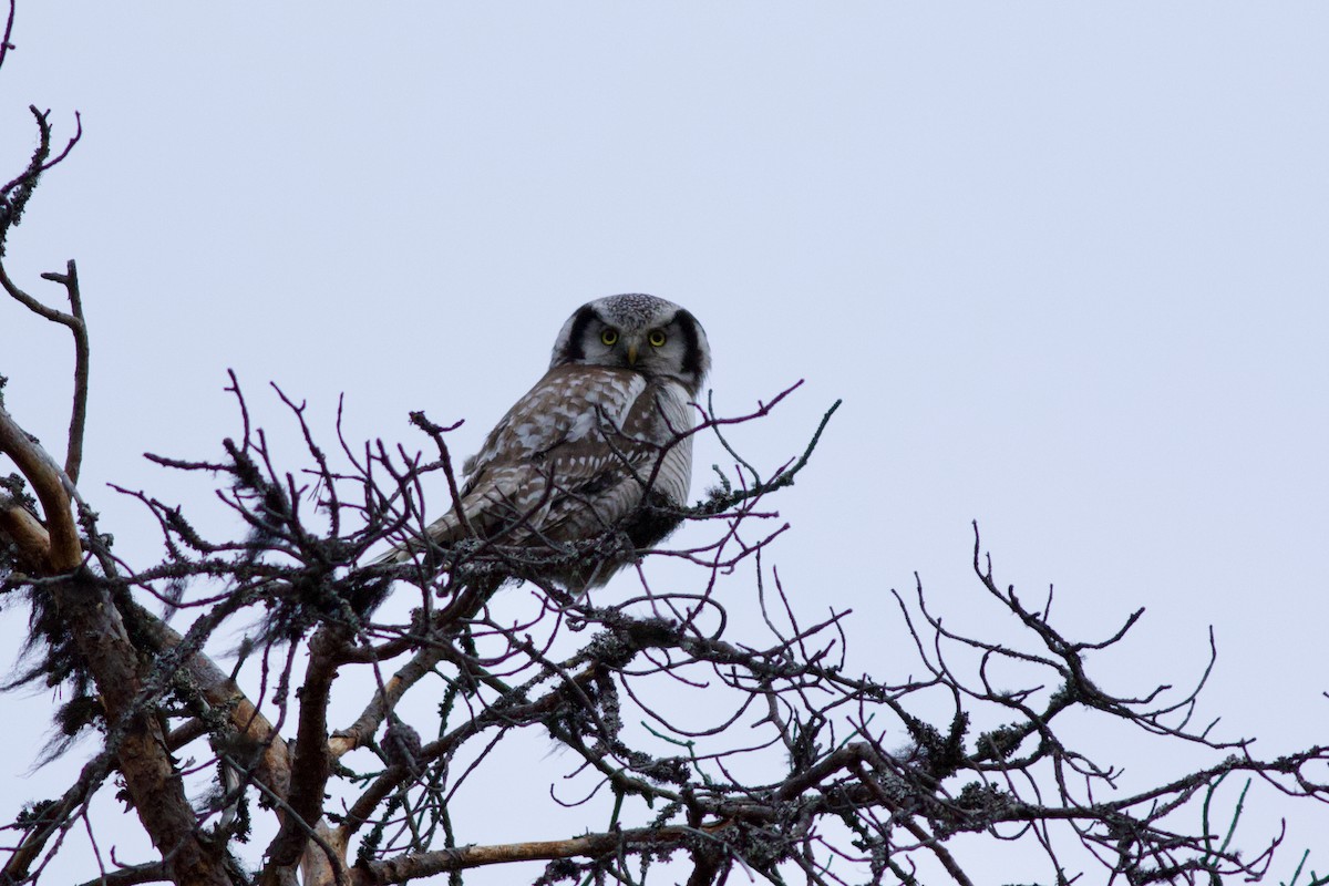 Northern Hawk Owl - ML619450968