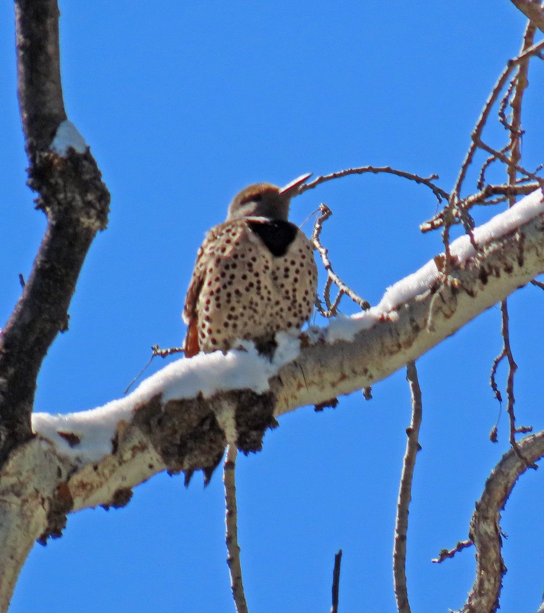 Northern Flicker (Red-shafted) - ML619451007