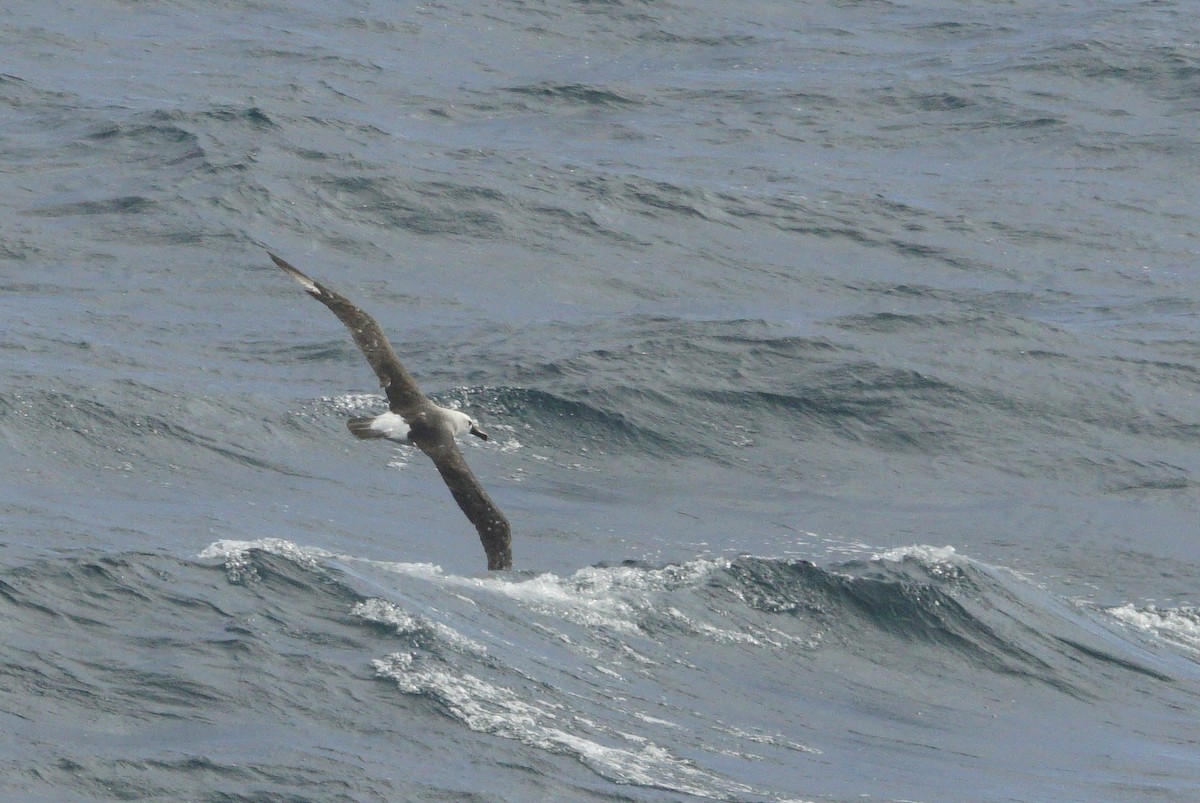 White-capped Albatross - ML619451019