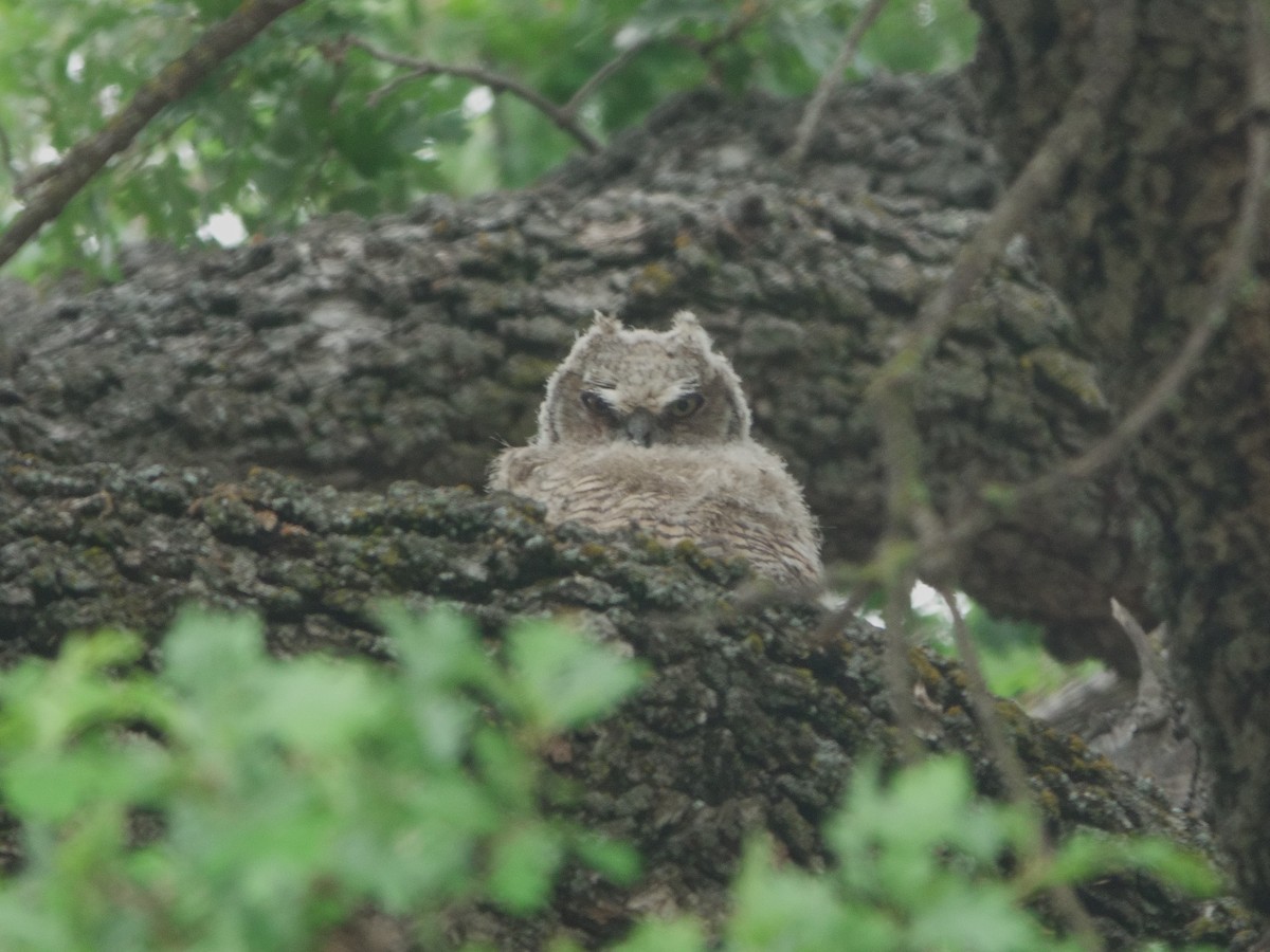Great Horned Owl - ML619451025