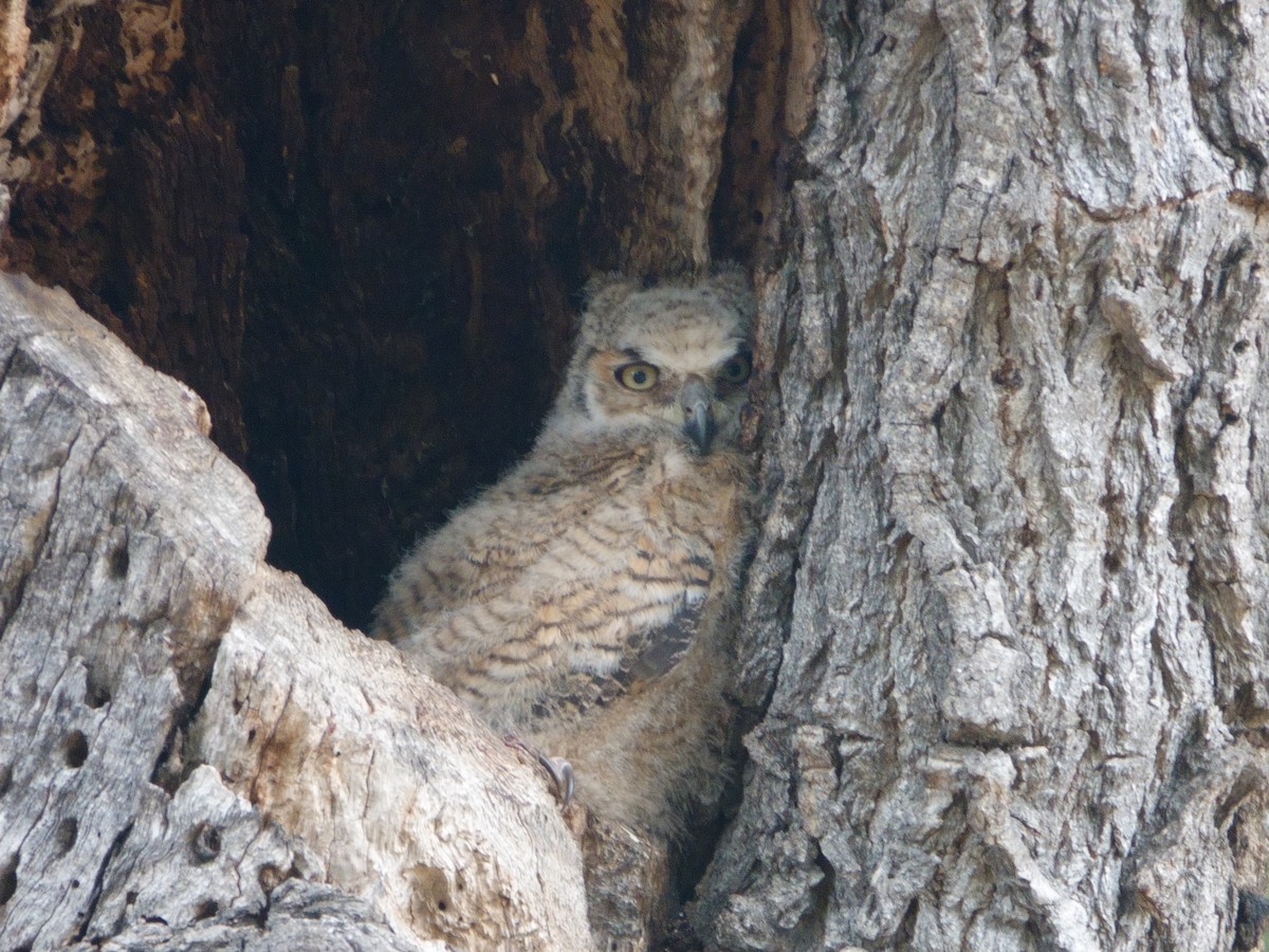 Great Horned Owl - ML619451026