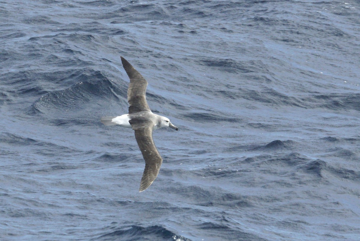 White-capped Albatross - ML619451030