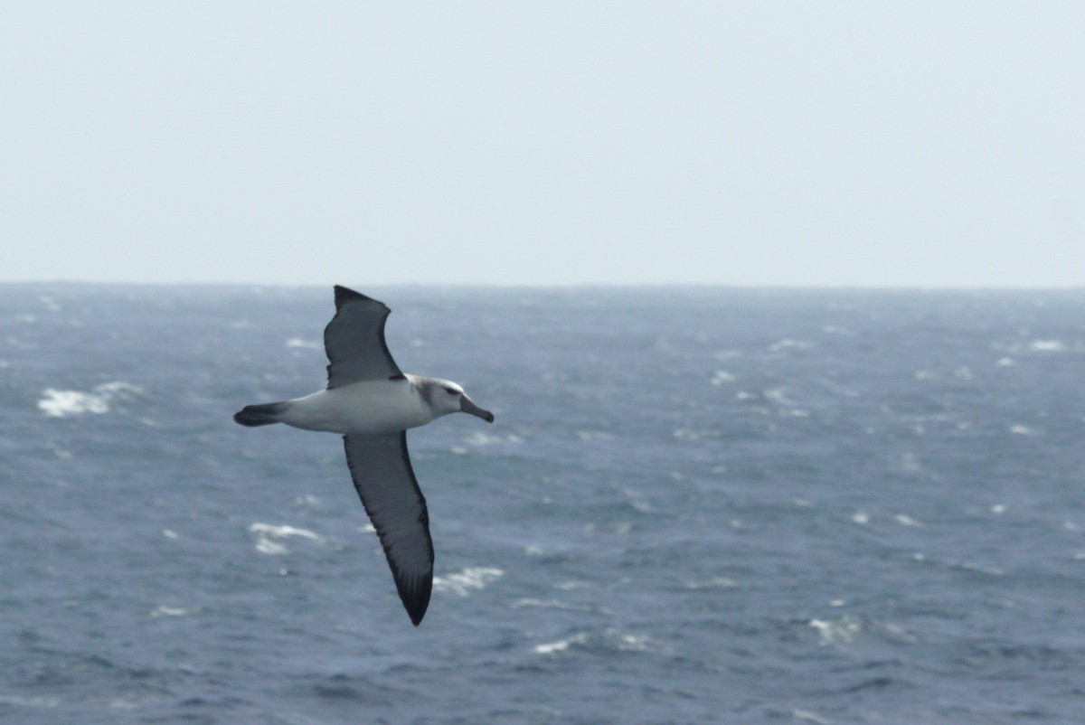 White-capped Albatross - ML619451043
