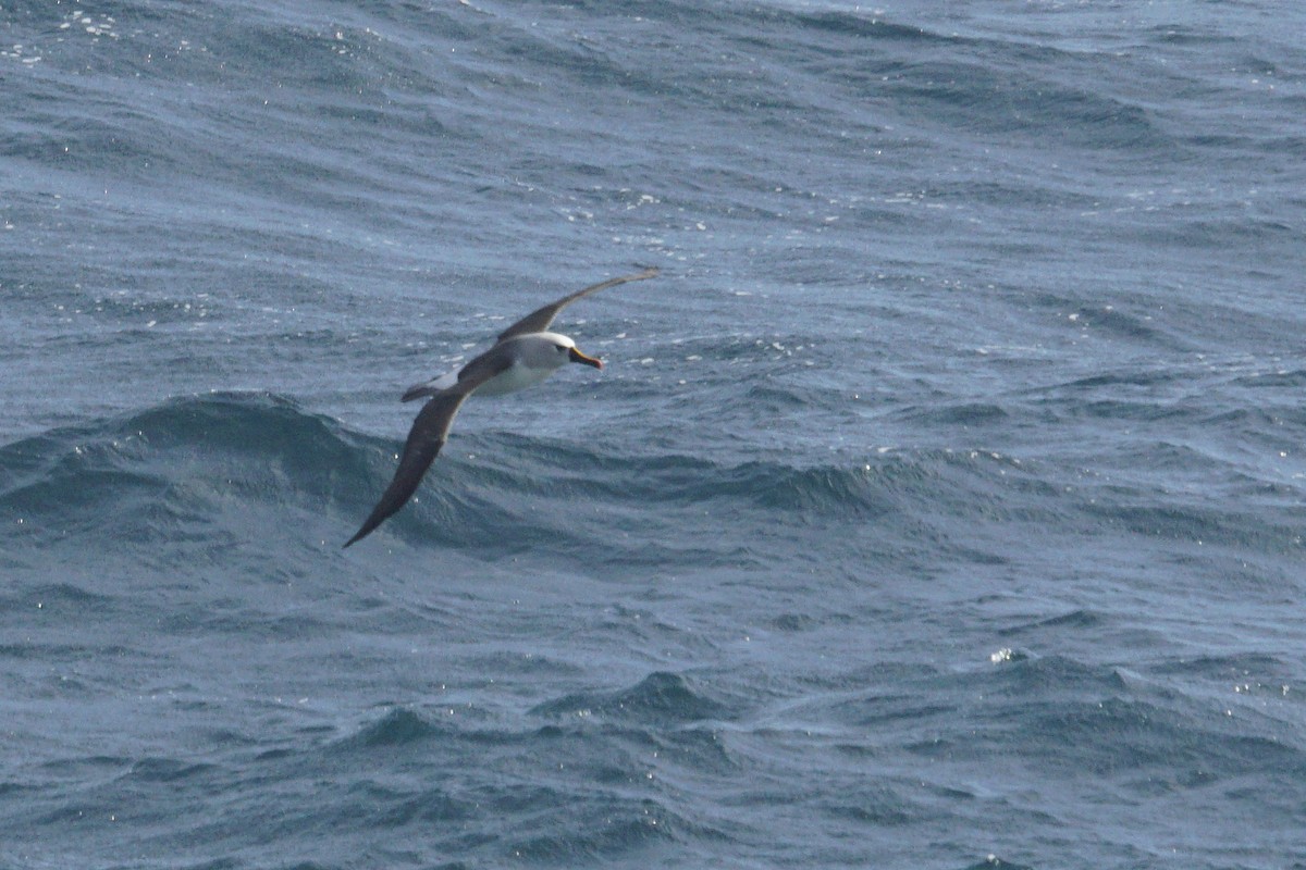 Atlantic Yellow-nosed Albatross - ML619451055