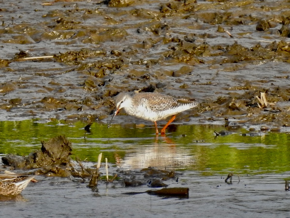 Spotted Redshank - ML619451096