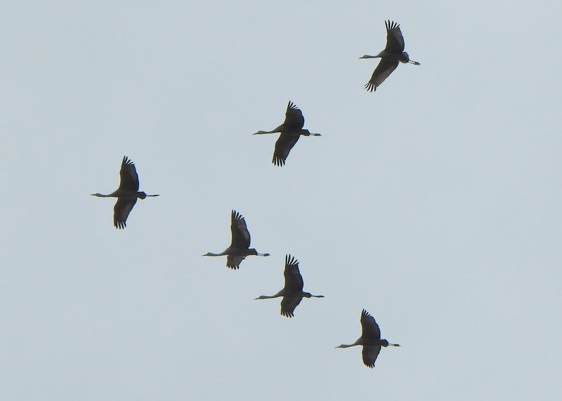 eBird Checklist - 22 May 2024 - Smith and Bybee Lakes Wetlands Natural ...