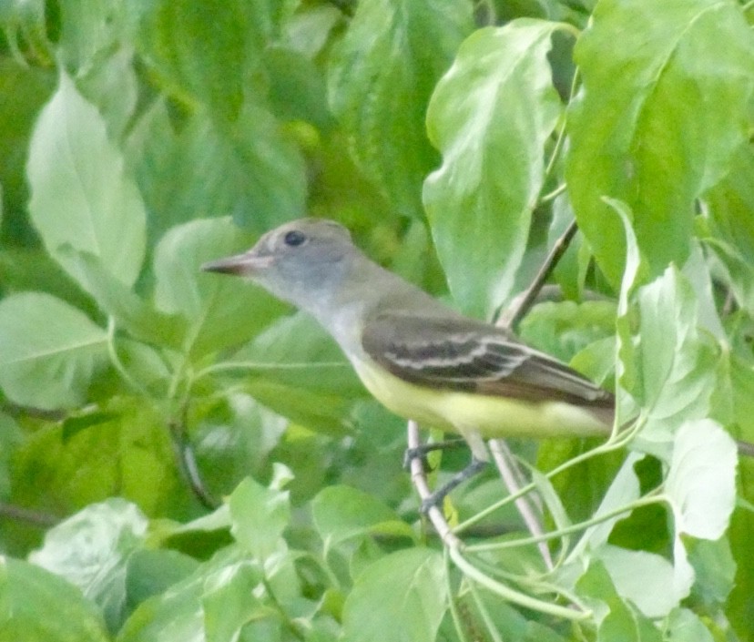 Great Crested Flycatcher - ML619451113