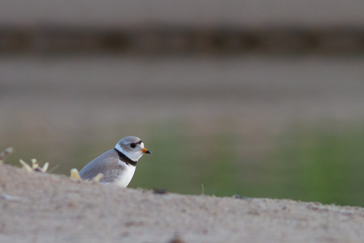 Piping Plover - ML619451127