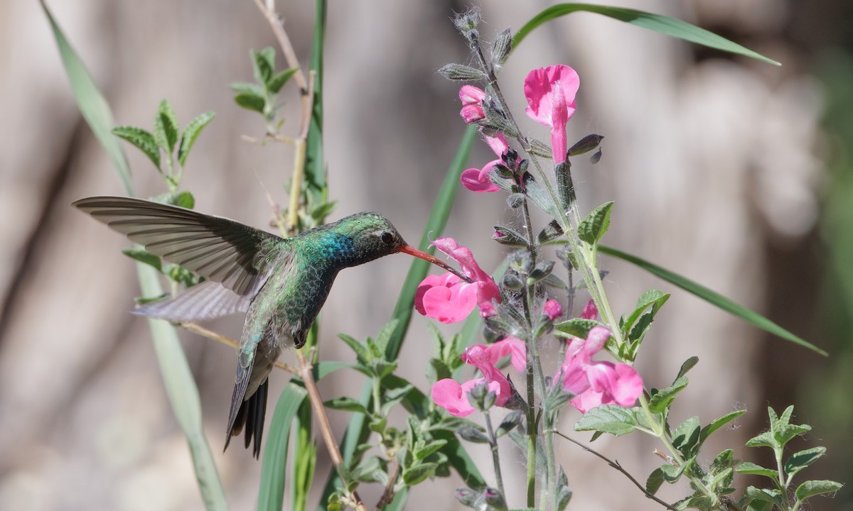 Broad-billed Hummingbird - ML619451149