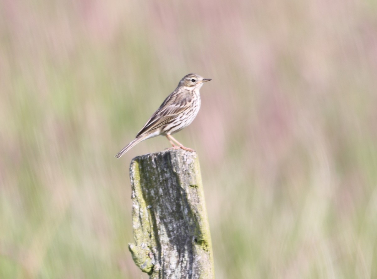 Meadow Pipit - ML619451157