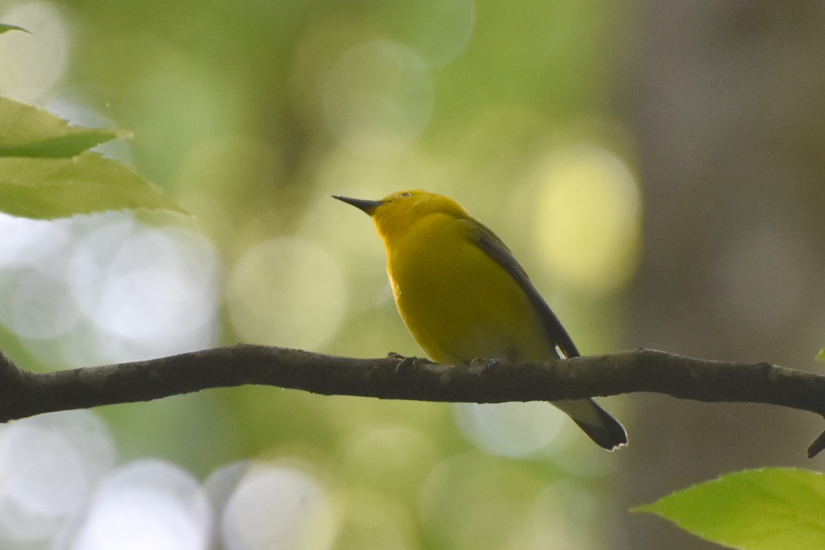 Prothonotary Warbler - ML619451162