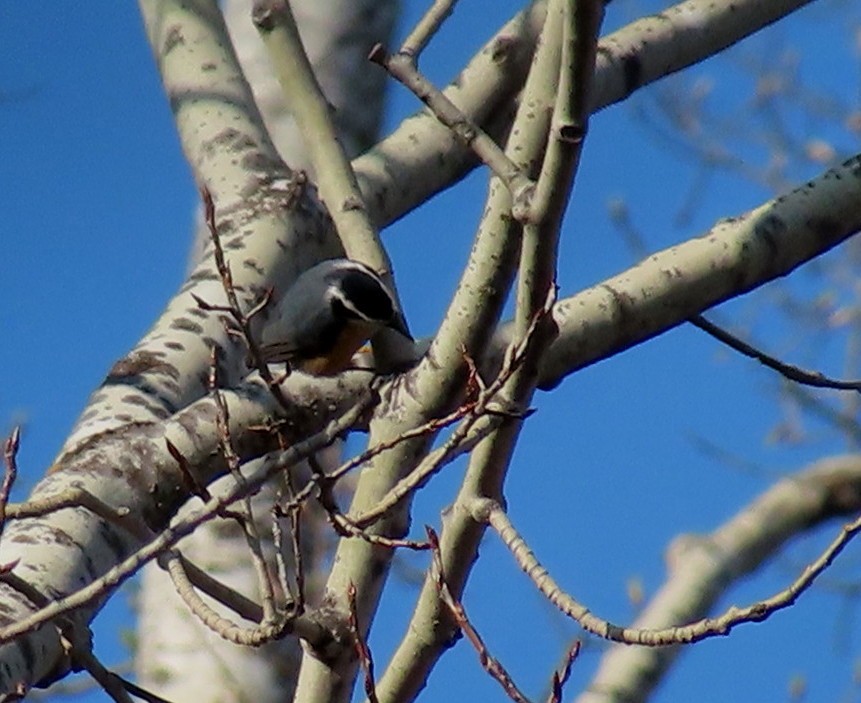 Red-breasted Nuthatch - ML619451215