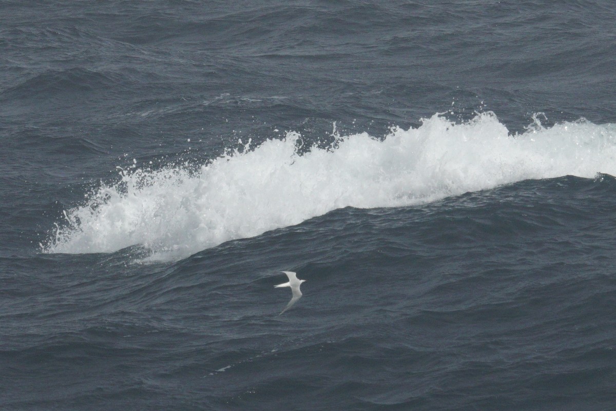 Arctic Tern - ML619451229