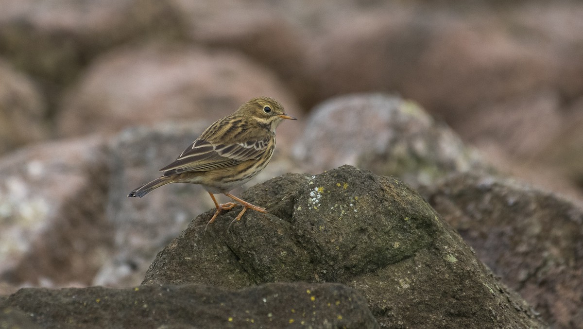Meadow Pipit - ML619451266