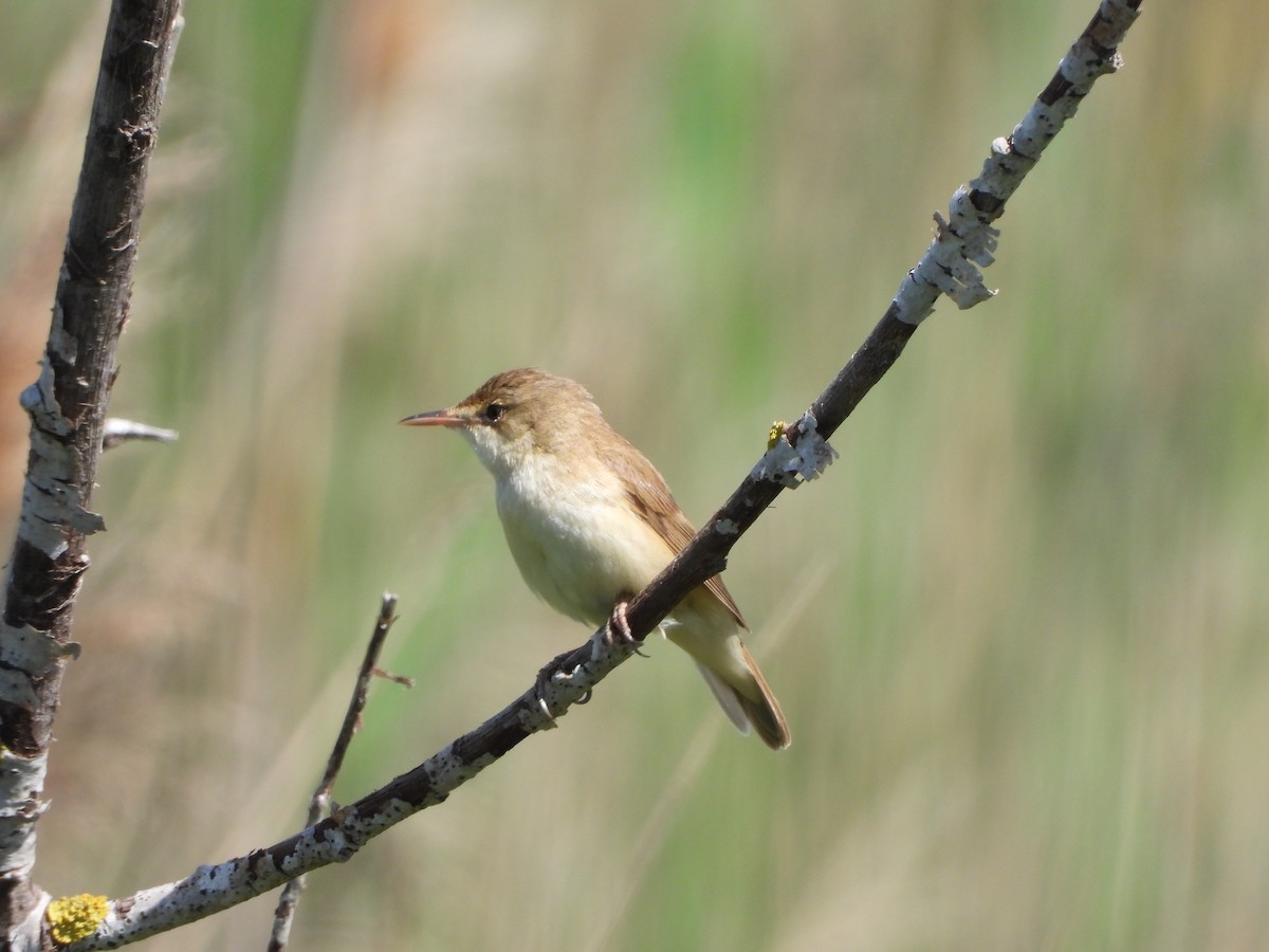 Common Reed Warbler - ML619451289