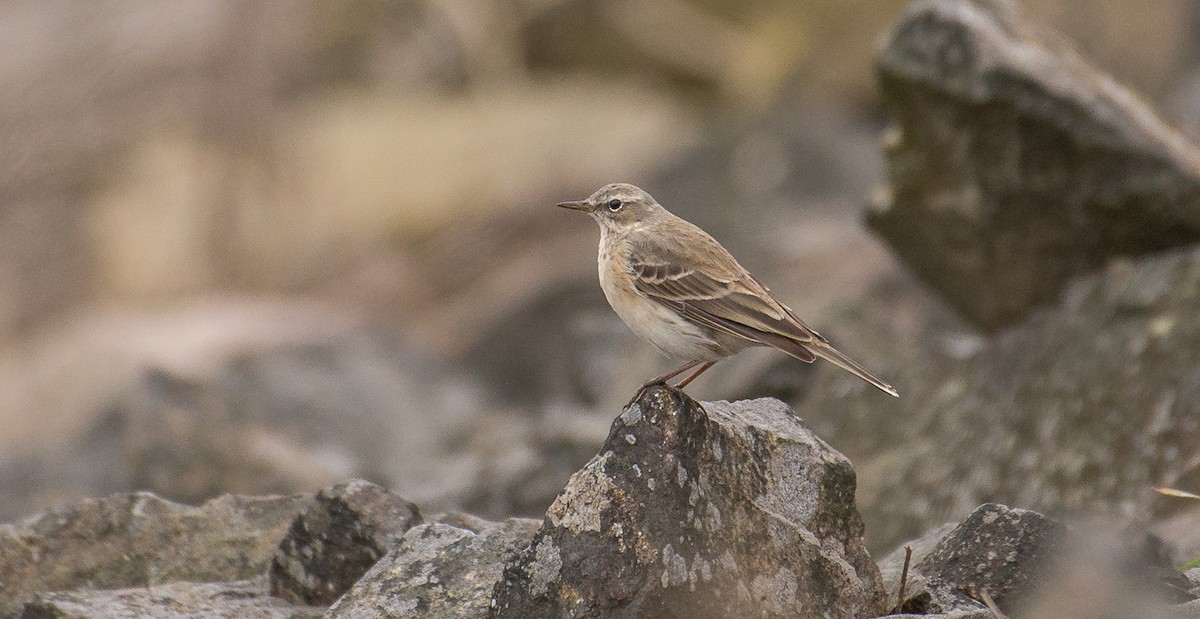 Water Pipit - ML619451318