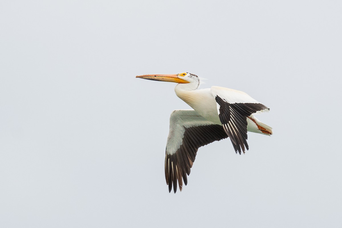 pelikán severoamerický - ML619451346