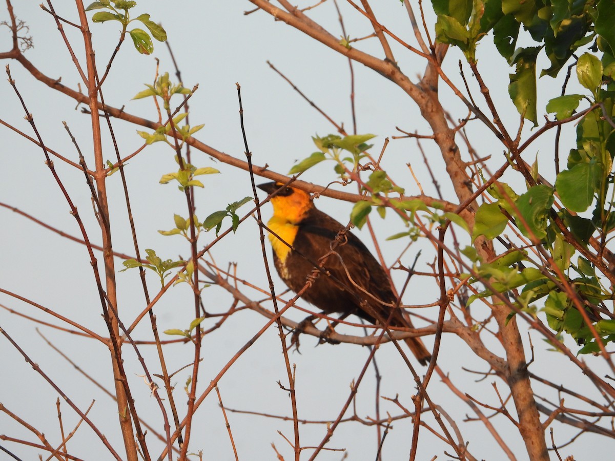 Yellow-headed Blackbird - ML619451350