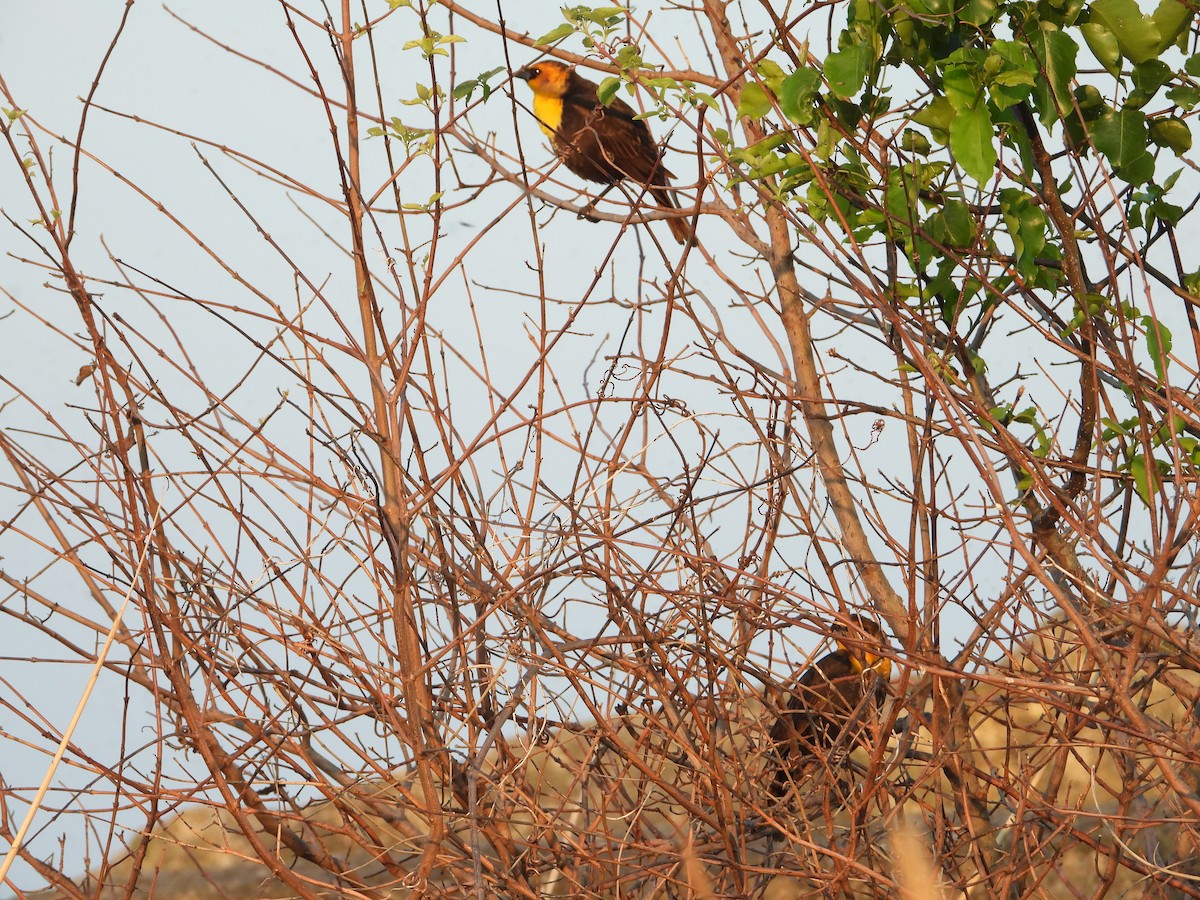 Yellow-headed Blackbird - ML619451351