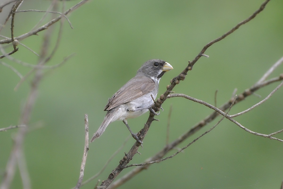 Double-collared Seedeater - ML619451392