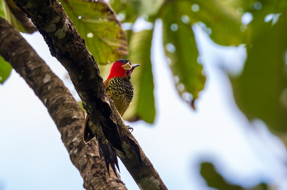Crimson-mantled Woodpecker - ML619451395