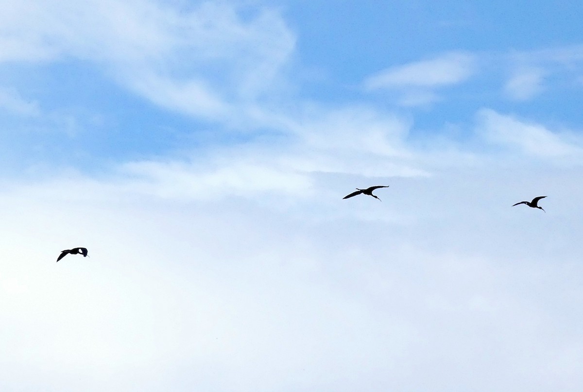 ibis hnědý - ML619451396