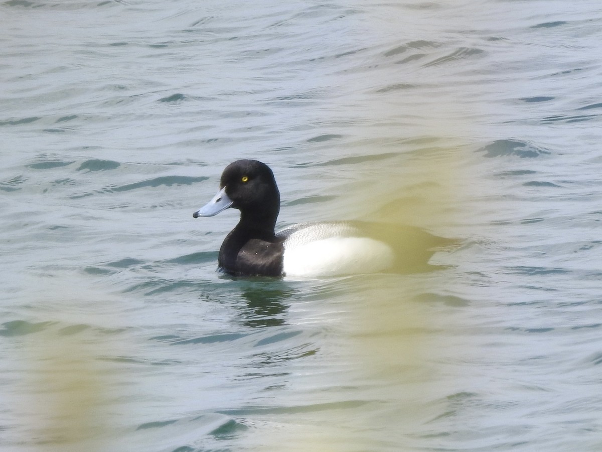 Greater Scaup - ML619451408