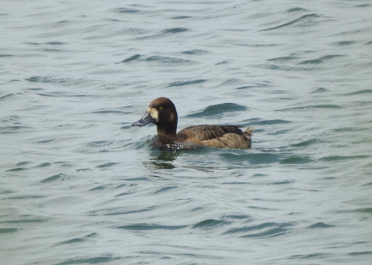 Greater Scaup - ML619451409