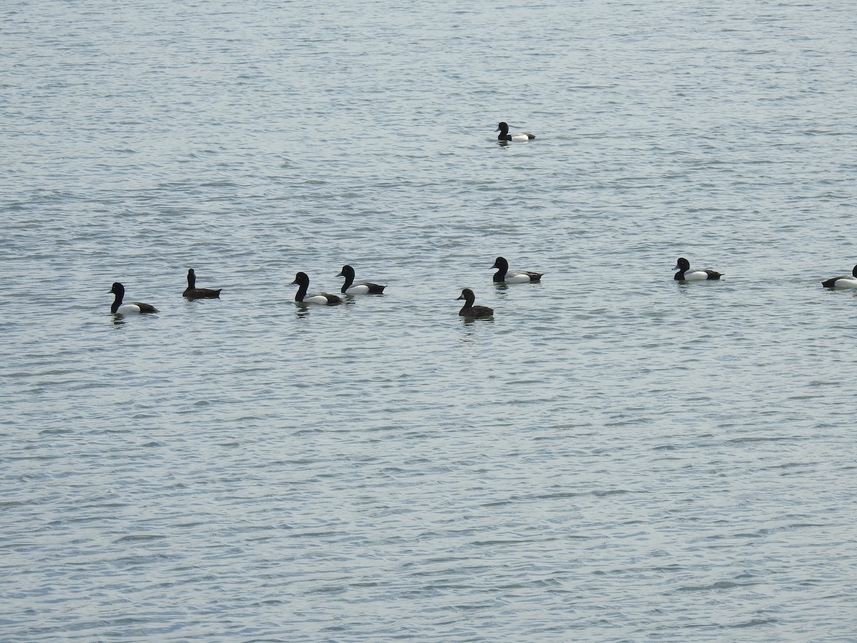 Greater Scaup - ML619451414