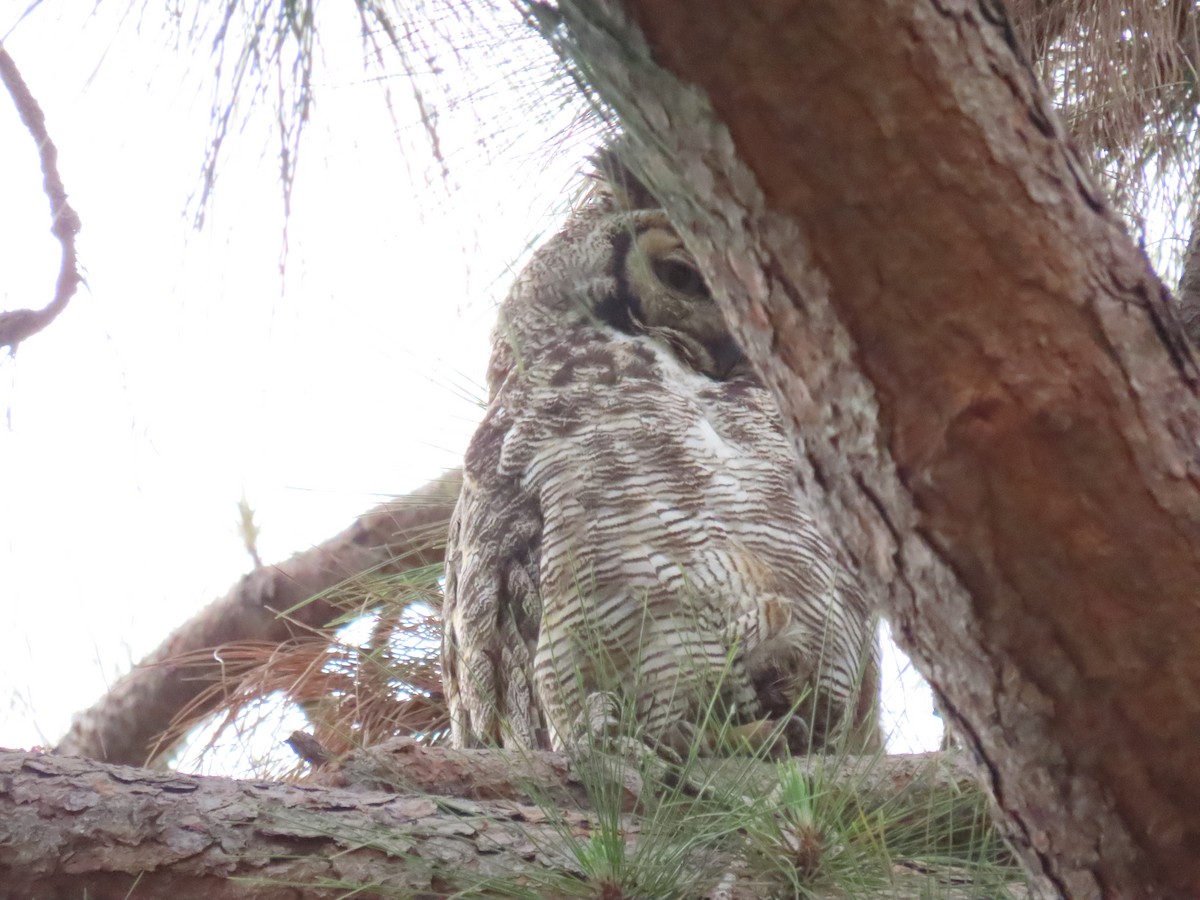 Great Horned Owl - ML619451435