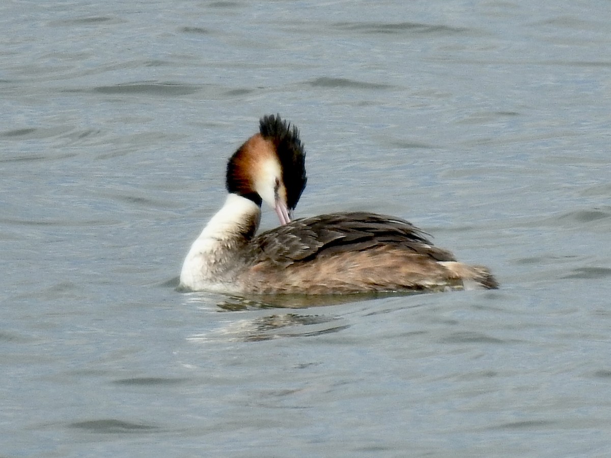 Great Crested Grebe - ML619451509