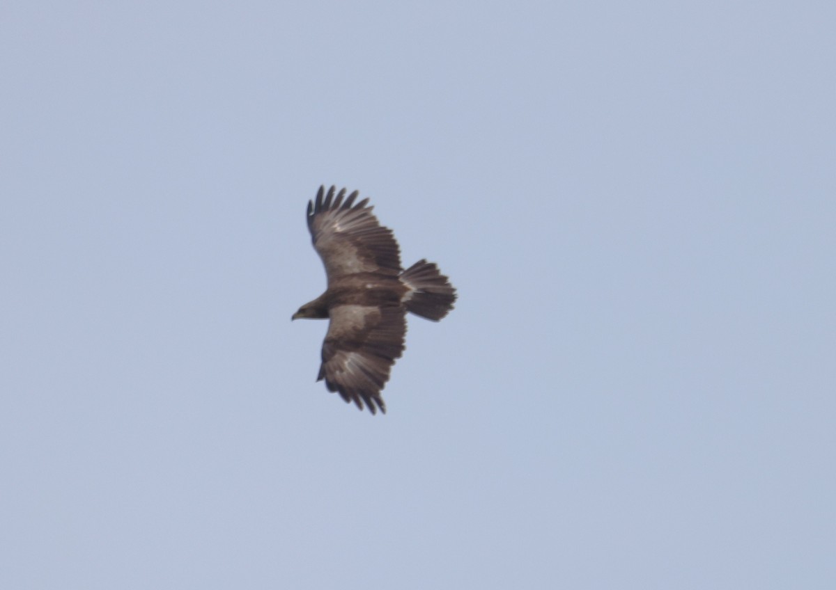Lesser Spotted Eagle - ML619451516