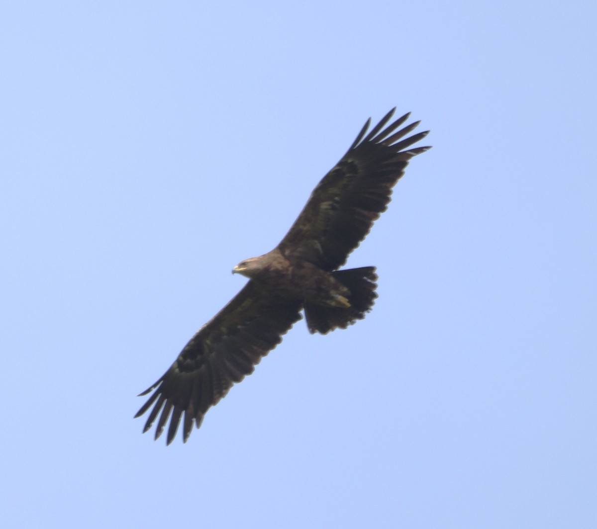 Lesser Spotted Eagle - ML619451517