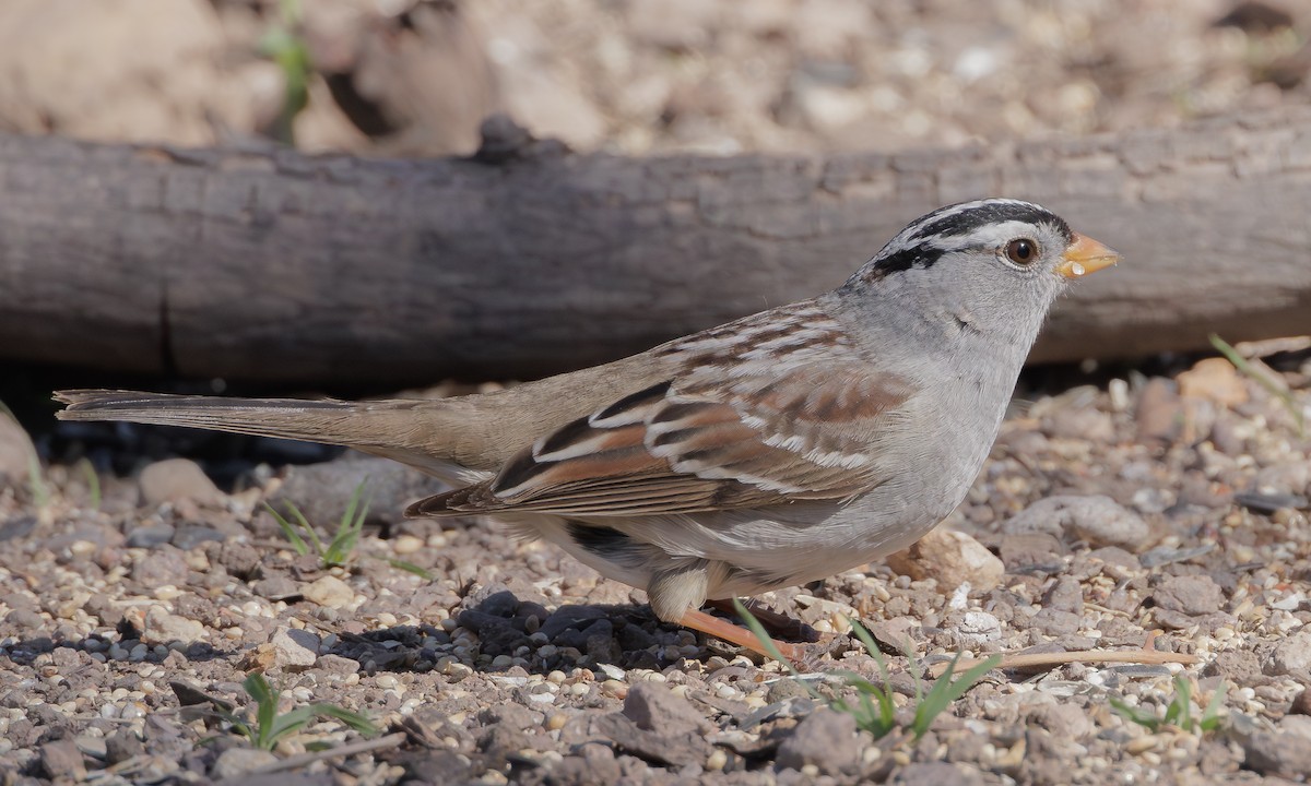 White-crowned Sparrow (Gambel's) - ML619451521