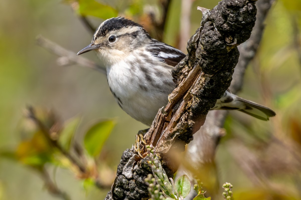 Black-and-white Warbler - ML619451540