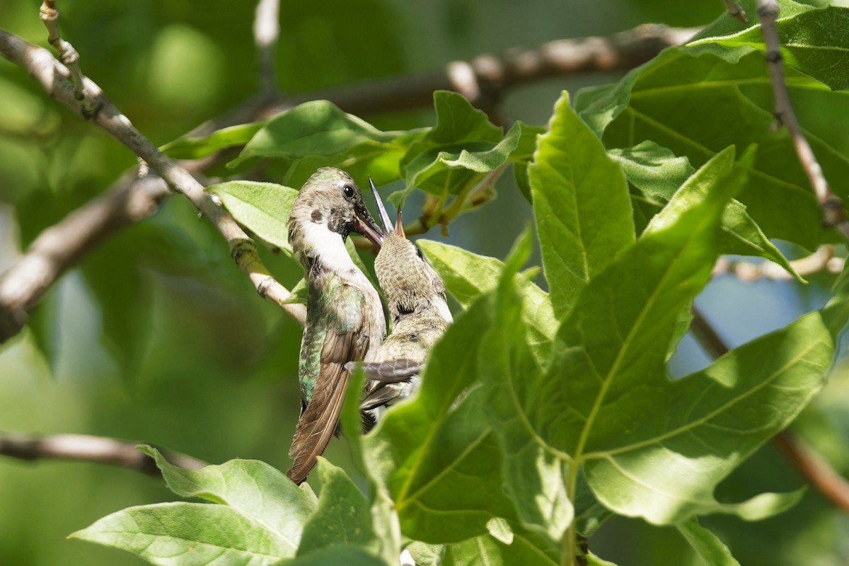 Broad-billed Hummingbird - ML619451550
