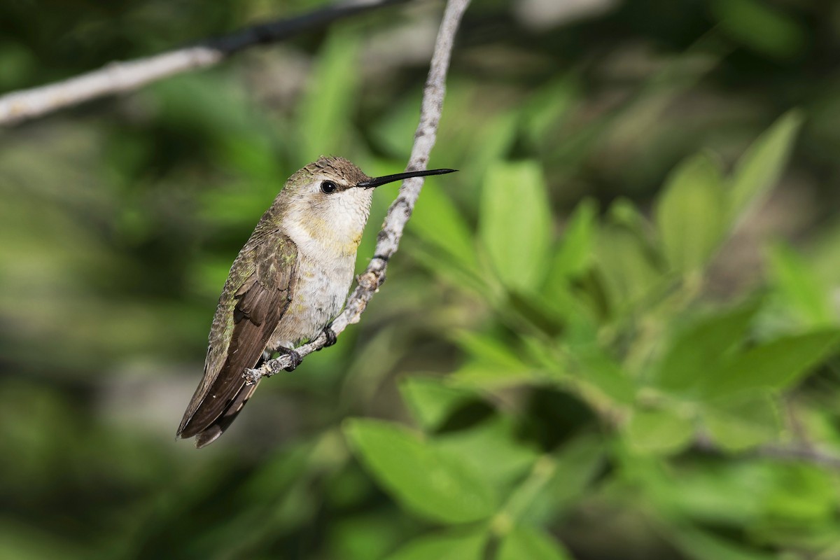 Costa's Hummingbird - ML619451556