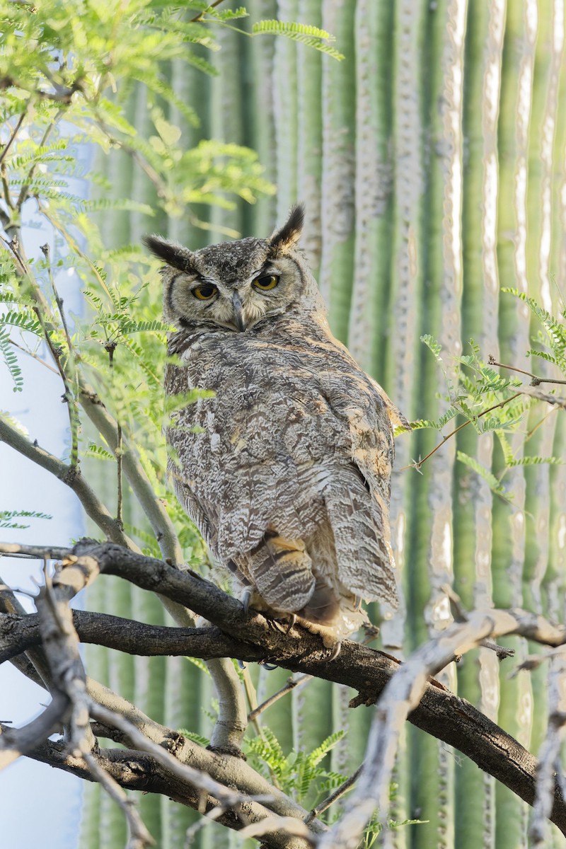 Great Horned Owl - ML619451568