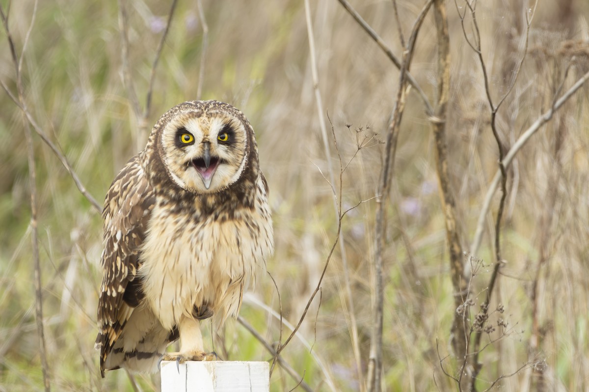 Short-eared Owl - ML619451590