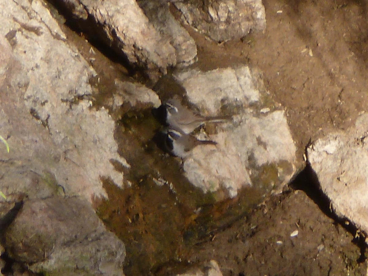 Black-throated Sparrow - ML619451671