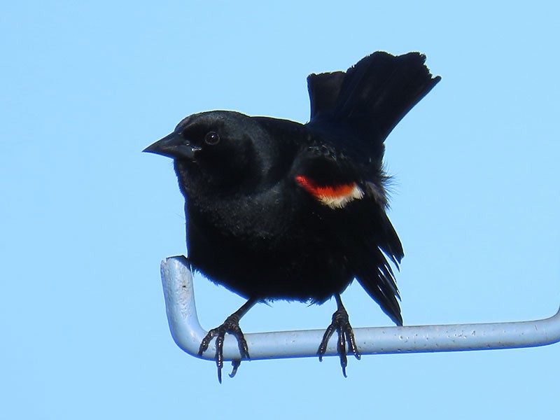 Red-winged Blackbird - ML619451681