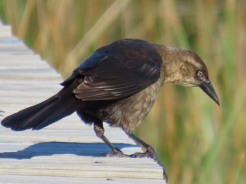 Boat-tailed Grackle - ML619451712
