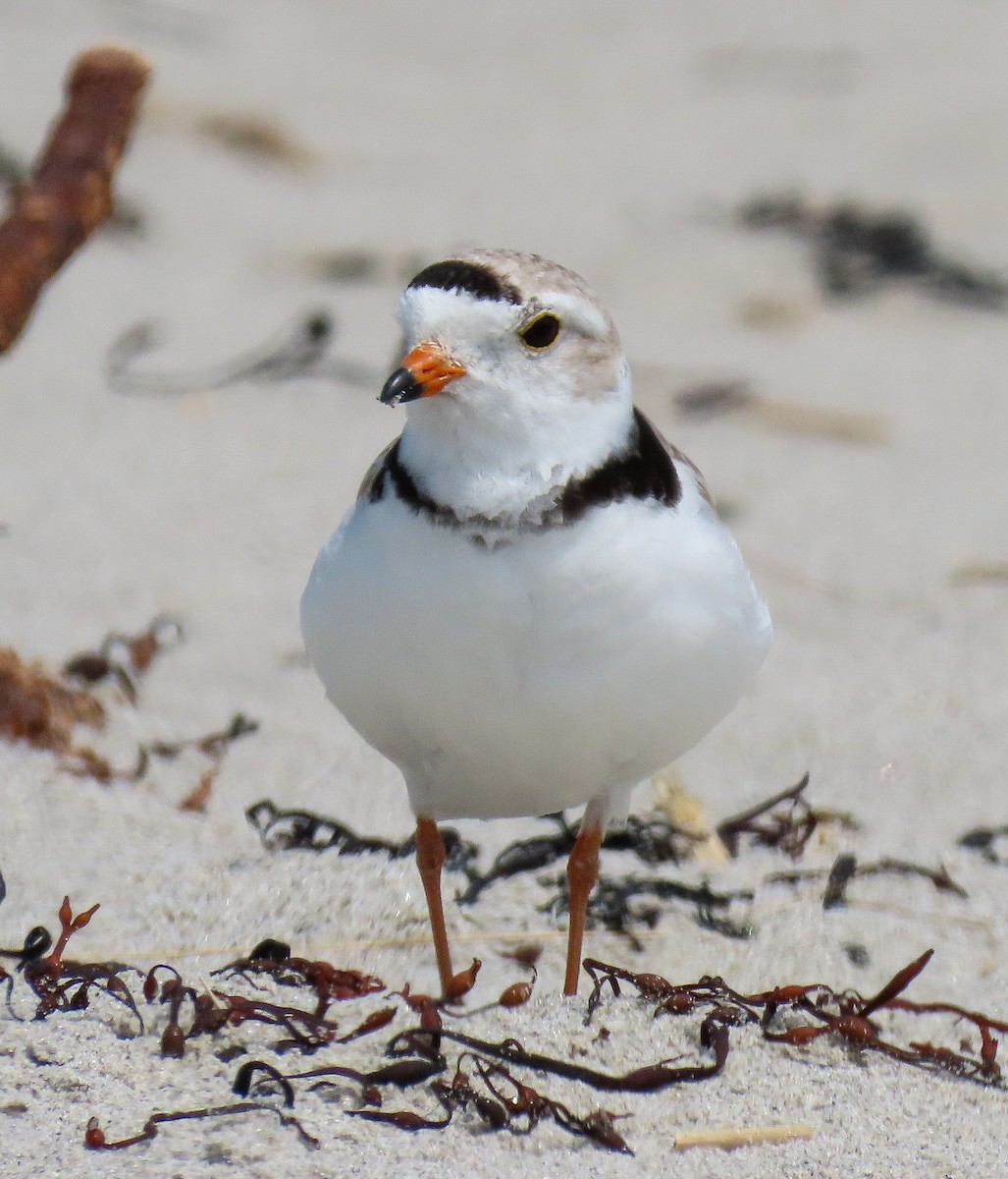 Piping Plover - ML619451742