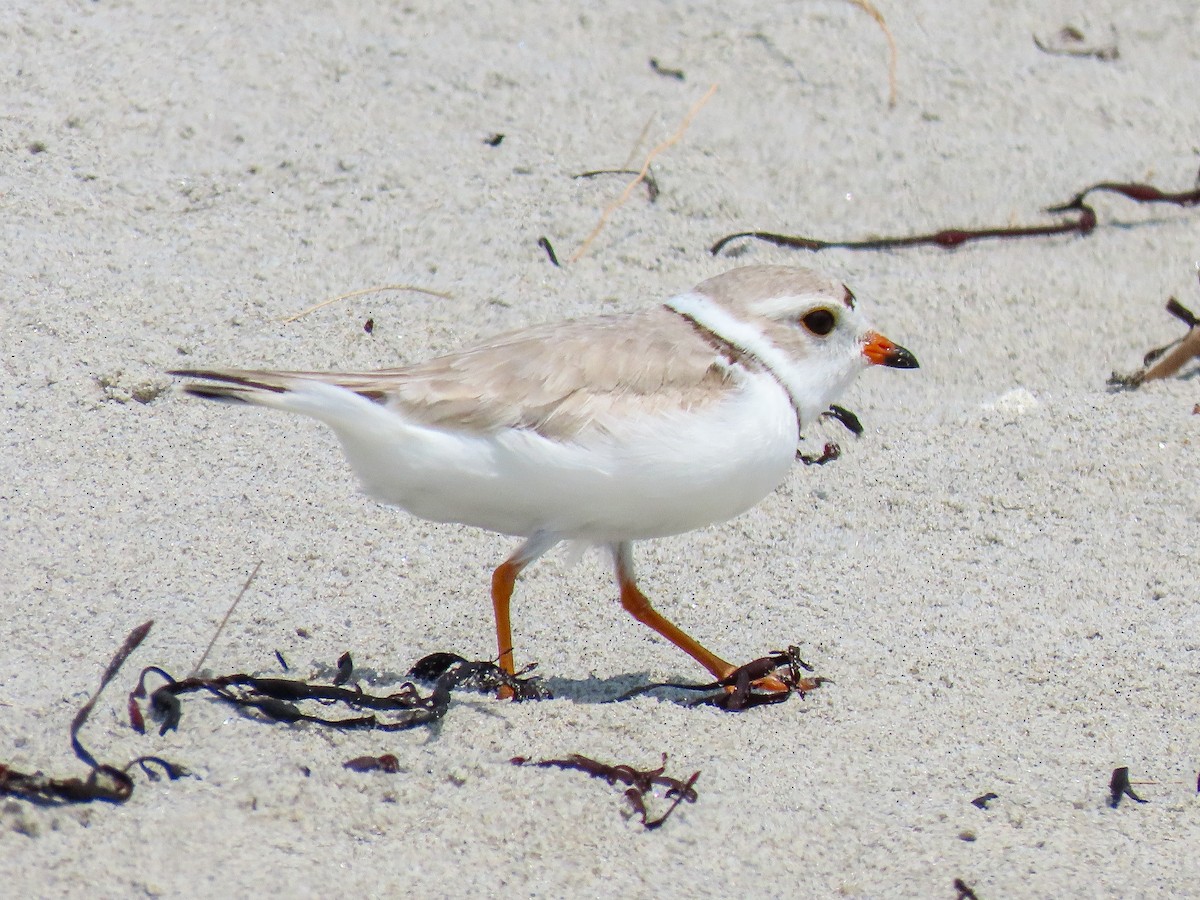 Piping Plover - ML619451743